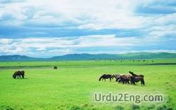 grassland Urdu Meaning