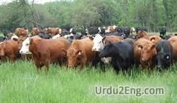 Grazing meaning in Urdu - Translation of Grazing -  Dictionary