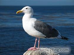 gull Urdu Meaning