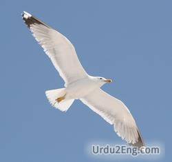 gull Urdu Meaning