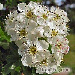 hawthorn Urdu Meaning