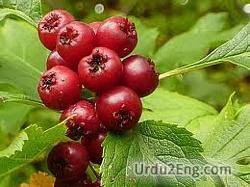 hawthorn Urdu Meaning