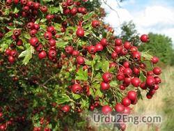 hawthorn Urdu Meaning