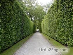 hedge Urdu Meaning