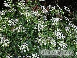 hemlock Urdu Meaning