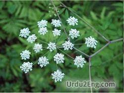 hemlock Urdu Meaning