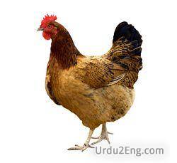 hen Urdu Meaning