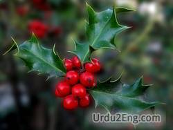 holly Urdu Meaning