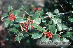 holly Urdu Meaning