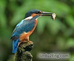 kingfisher Urdu Meaning