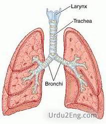 larynx Urdu Meaning