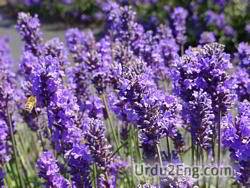 lavender Urdu Meaning