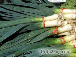 leek Urdu Meaning