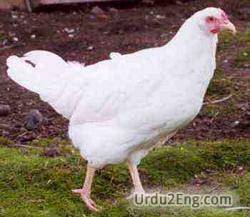 leghorn Urdu Meaning