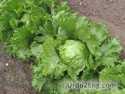 lettuce Urdu Meaning