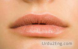 lip Urdu Meaning