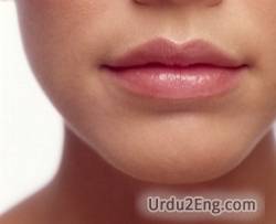 lip Urdu Meaning