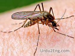 mosquito Urdu Meaning