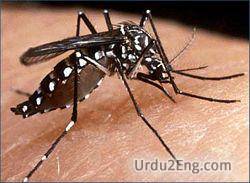 mosquito Urdu Meaning