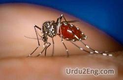 mosquito Urdu Meaning