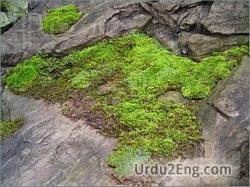 moss Urdu Meaning