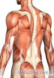 muscle Urdu Meaning