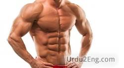 muscle Urdu Meaning