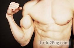 muscle Urdu Meaning