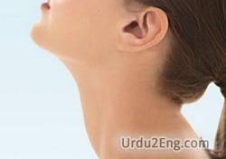 neck Urdu Meaning