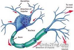 nerve Urdu Meaning