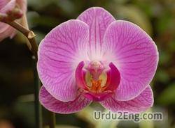 orchid Urdu Meaning