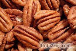 pecan Urdu Meaning