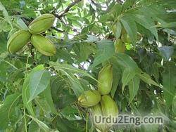 pecan Urdu Meaning