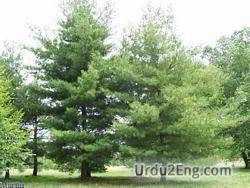 pine Urdu Meaning