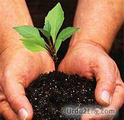 plant Urdu Meaning