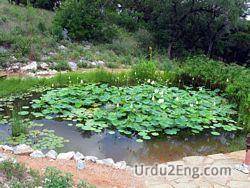 pond Urdu Meaning