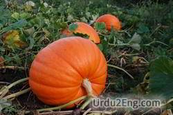 pumpkin Urdu Meaning