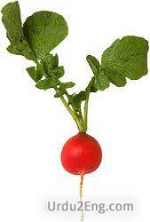 radish Urdu Meaning