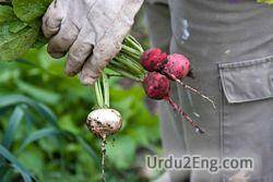 radish Urdu Meaning