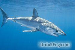 shark Urdu Meaning