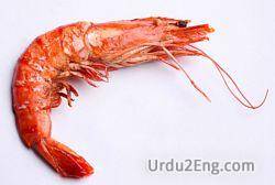 shrimp Urdu Meaning