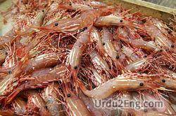 shrimp Urdu Meaning