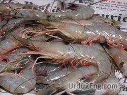 shrimp Urdu Meaning