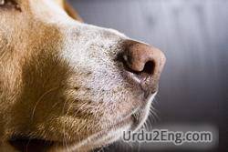 snout Urdu Meaning