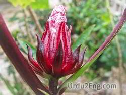 sorrel Urdu Meaning