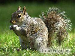 squirrel Urdu Meaning