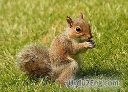 squirrel Urdu Meaning