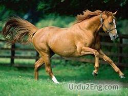 steed Urdu Meaning