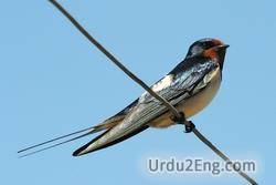 swallow Urdu Meaning