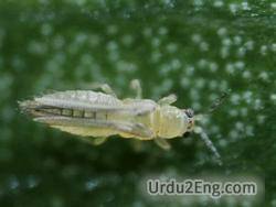 thrips Urdu Meaning